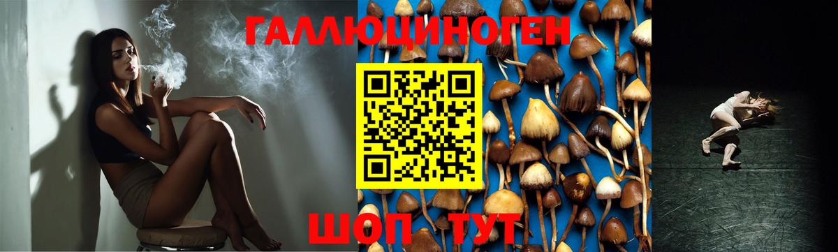 Камышлов  Псилоцибиновые грибы MAGIC MUSHROOMS  Псилоцибиновые грибы мицелий  Вход с VPN 